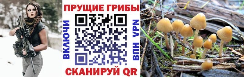 Купить где  Спас-Клепики  Псилоцибиновые грибы мицелий 